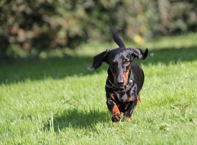 Contacter Canes Domum Pension Canine Familiale