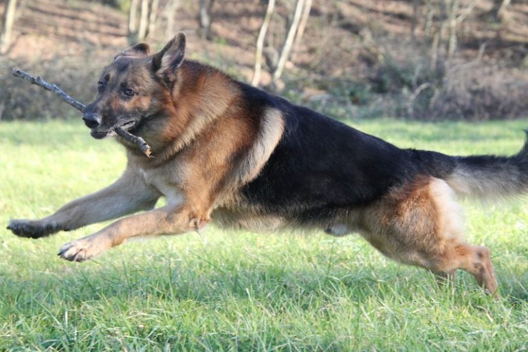 Services Pension Canine Familiale à Saint Paul de Varax