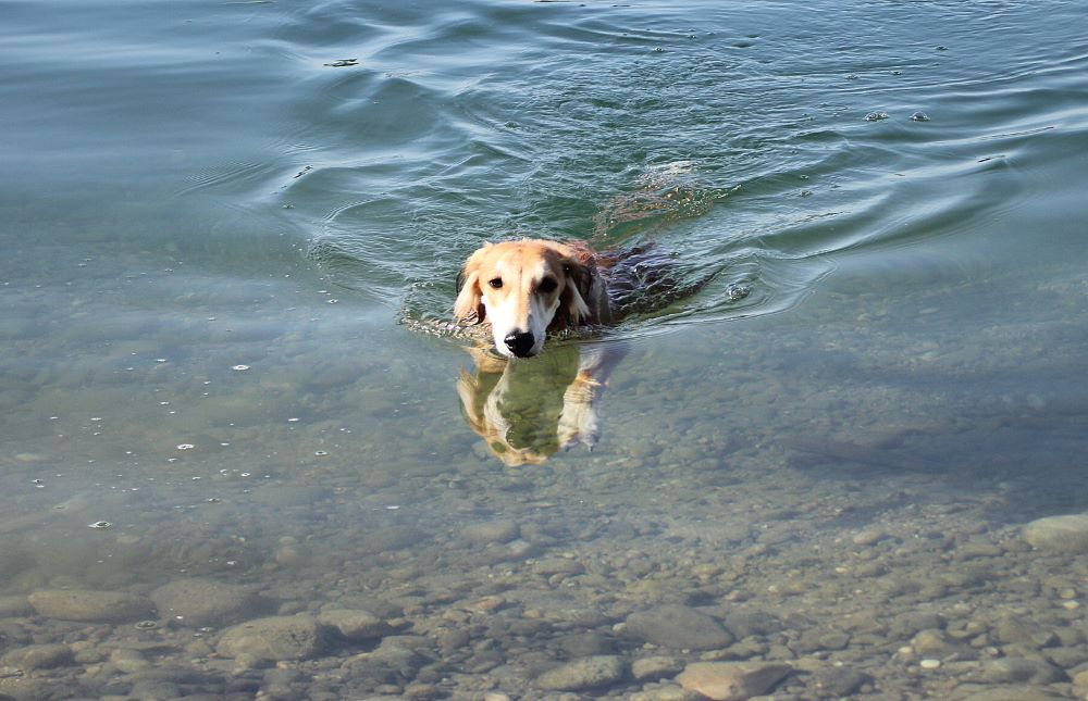 Chien au pelage clair qui nage dans une eau limpide en été