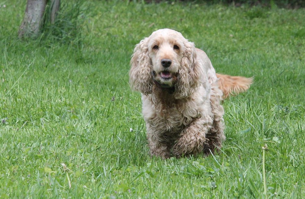 Cocker au pelage roux qui court vers l'objectif dans l'herbe haute