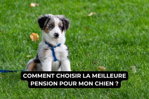 Comment choisir une pension canine de confiance