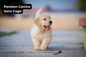 Pension Canine Sans Cage