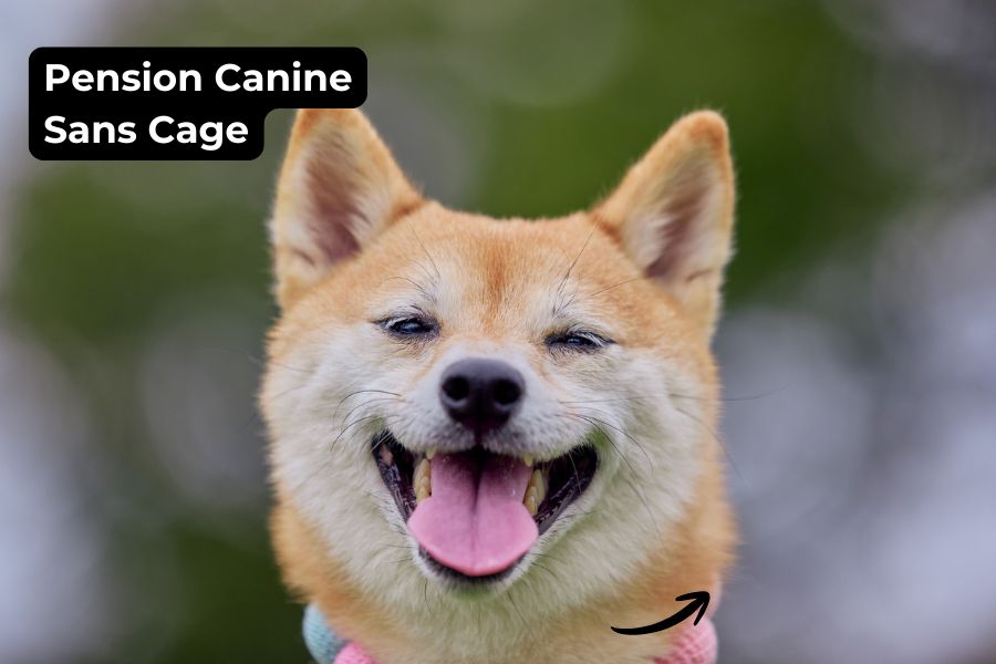 Pension Canine Sans Cage